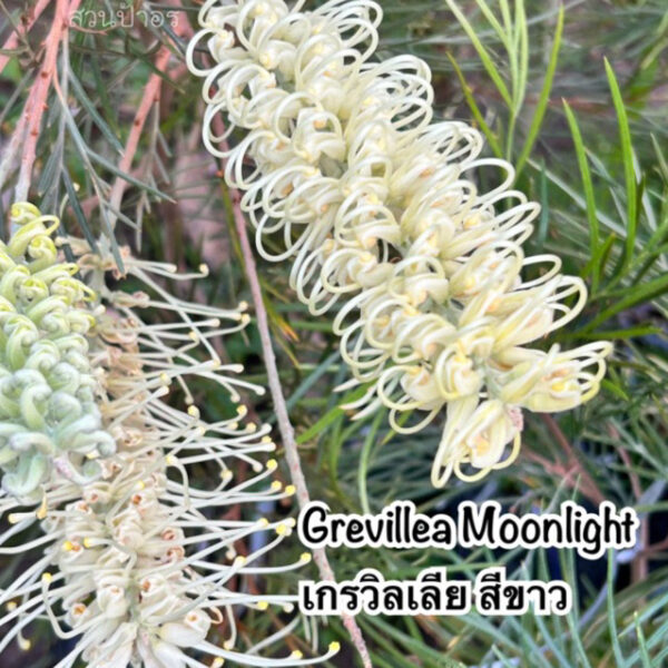 ขายกิ่งพันธุ์ สนเกรวิลเลีย"Grevillea Moonlight"สีขาว แสงจันทร์ กิ่งทาบสูง 40-60cm.ต้นไม้นำเข้าต่างประเทศ