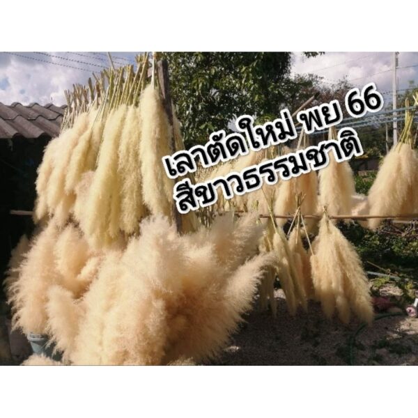 ดอกเลา ดอกเลาขาวทอง ดอกเลาสีเทา (Pampas) ราคาต่อ1ก้าน ขั้นต่ำ3ก้าน เก็บต้นฤดูคุณภาพดี ไม่มีร่วง